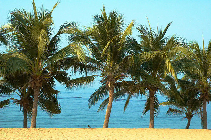 棕榈和海洋假期海岸线海滩情调游客天空天堂全景太阳旅行图片