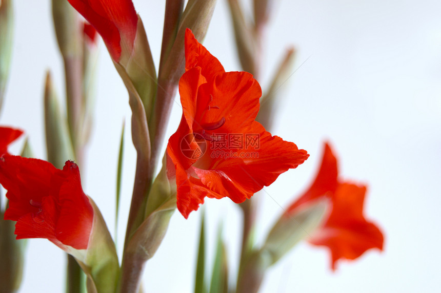 红色格拉迪奥卢斯 Gladiolus白色花卉花园花瓣叶子宏观植物图案美丽区系图片