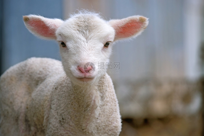 农场上的小羊羔动物农业婴儿家畜乡村国家图片