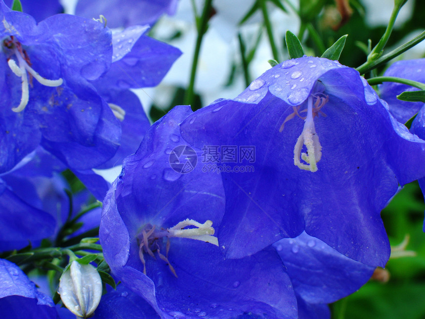 蓝花花植物花朵花瓣树叶花园杂交种绿色紫色白色植物学图片