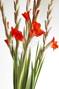 红色格拉迪奥卢斯 Gladiolus鲜花花卉图案区系植物花瓣花束宏观白色美丽背景图片