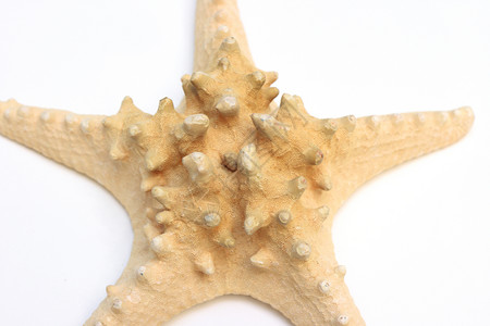 海星白色橙子生物海滩热带海洋星星脊椎动物黄色背景图片