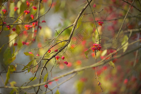 秋树分支机构树木树叶木头红色暖色调水果背景图片