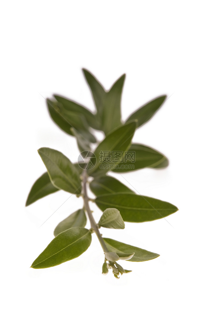 橄榄枝健康饮食生活方式绿色货币医学医疗保健象征植物种子图片