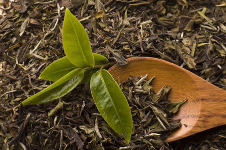 茶绿色植物宏观勺子树叶叶子草本植物背景图片