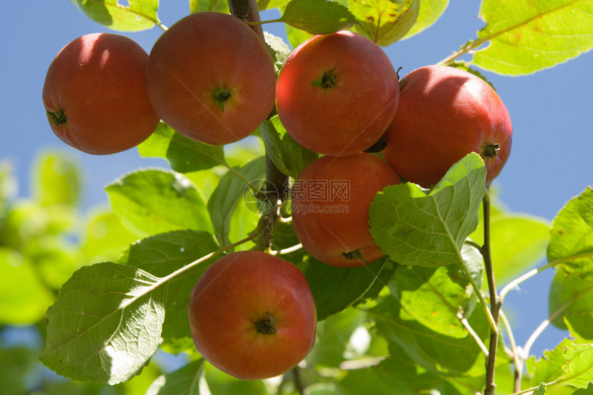在树上提取红苹果活力花园果汁苹果树水果皮肤早餐食物分支机构小吃图片