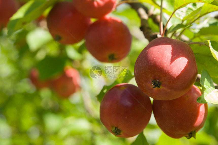 在树上提取红苹果美食活力树叶果汁水果营养小吃食物饮食皮肤图片