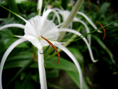 白色的蜘蛛百合艺人绿色植物花朵花粉宏观花药植物群蜘蛛白色雌蕊背景