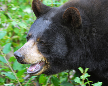 黑熊动物园野生动物动物毛皮哺乳动物棕色荒野太阳危险爪子泰迪熊高清图片素材