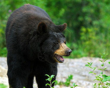 黑熊毛皮野生动物危险爪子棕色荒野哺乳动物太阳动物动物园可爱的高清图片素材
