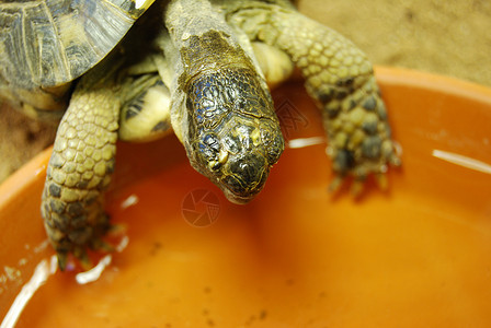 海龟动物荒野爬虫宠物背景图片