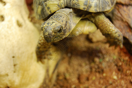 海龟荒野动物宠物爬虫背景图片
