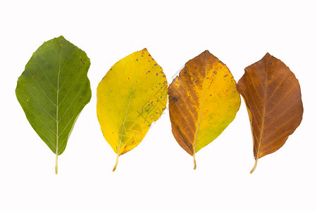 秋天不同颜色的白叶绿色收藏季节橙子红色树叶季节性宏观叶子棕色背景图片