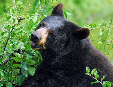 黑熊毛皮爪子动物野生动物动物园荒野太阳棕色危险哺乳动物可爱的高清图片素材