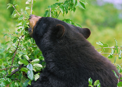 黑熊动物园棕色危险毛皮野生动物爪子太阳哺乳动物荒野动物可爱的高清图片素材
