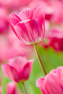 郁金粉粉红色春天高清图片素材