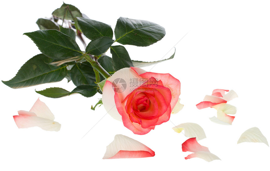 粉红的花朵和白的玫瑰 有散落的花瓣图片