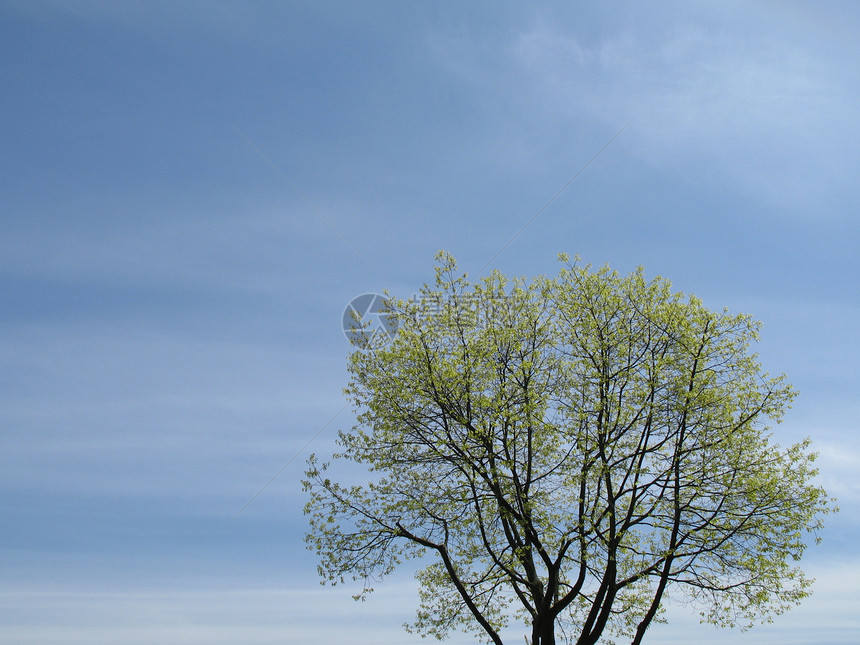 绿树和蓝天空树叶开端生活蓝色叶子自然水平天空树干绿色图片