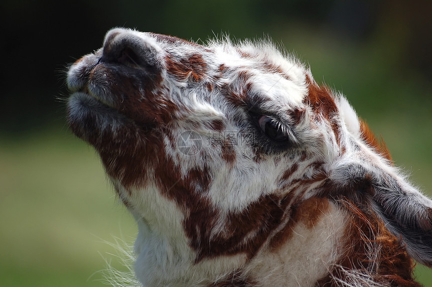 拉拉马语Name卷曲乡村羊毛羊驼柔软度哺乳动物外套绿色棕色动物图片