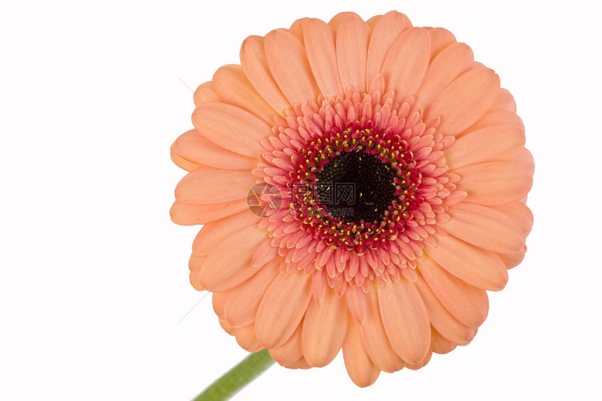白色背景上的橙色gerbera花瓣礼物植物叶子花店橙子生日生物学图片