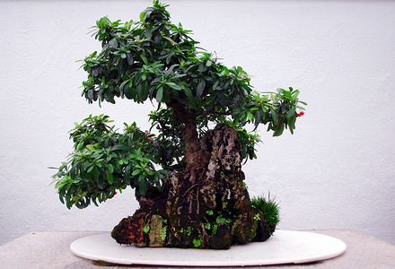 邦萨园艺植物矮人树叶艺术盆栽生长爱好环境绿色背景图片