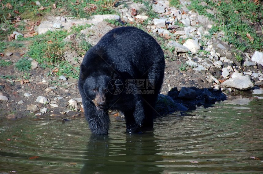 美国黑熊森林黑色动物园动物野生动物游泳幼兽危险棕色毛皮