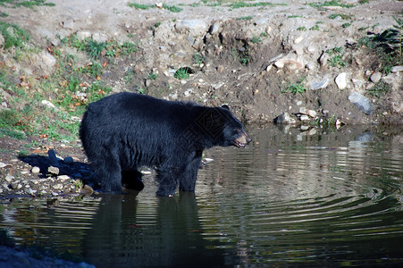 美国黑熊野生动物棕色幼兽毛皮游泳黑色森林动物园动物危险可爱的高清图片素材