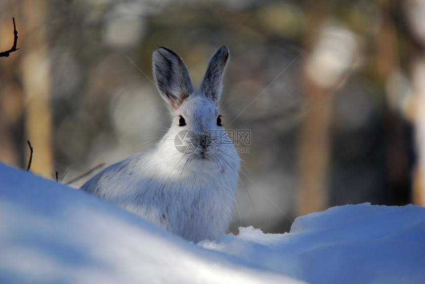 白雪雪公主哺乳动物季节性荒野动物白色金属阴影降雪痕迹兔子图片