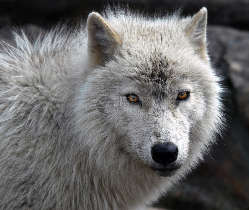 北极野狼耳朵黑色雪橇眼睛动物哺乳动物犬类手表白色毛皮图片