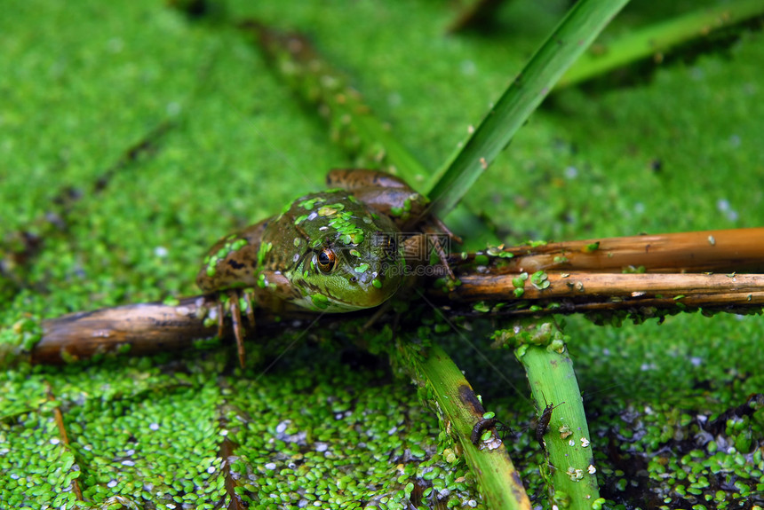 池塘中的青蛙绿色荒野叶子棕色沼泽王子动物眼睛植被野生动物图片