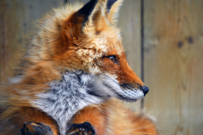 红狐狸打猎眼睛野生动物红色荒野戏剧性毛皮捕食者观光哺乳动物图片