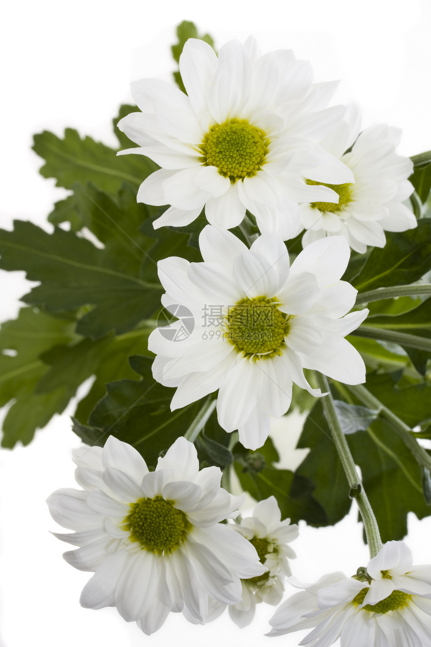 白色菊花在白色背景上的鲜花的详情图片