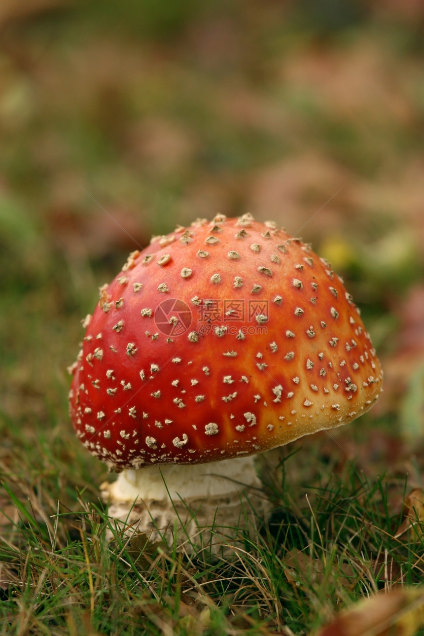 秋天场景 塔凳或苍蝇蘑菇叶子白色绿色红色棕色图片