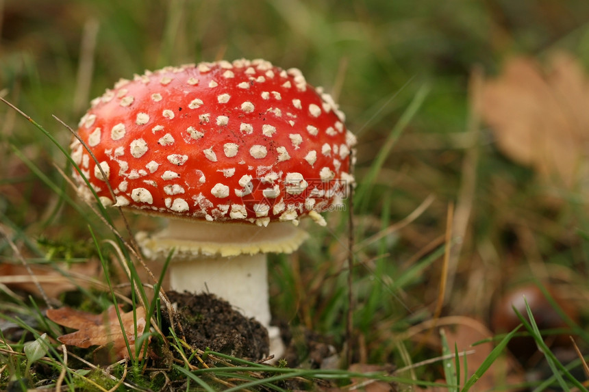 秋天场景 塔凳或苍蝇蘑菇棕色红色白色叶子绿色图片