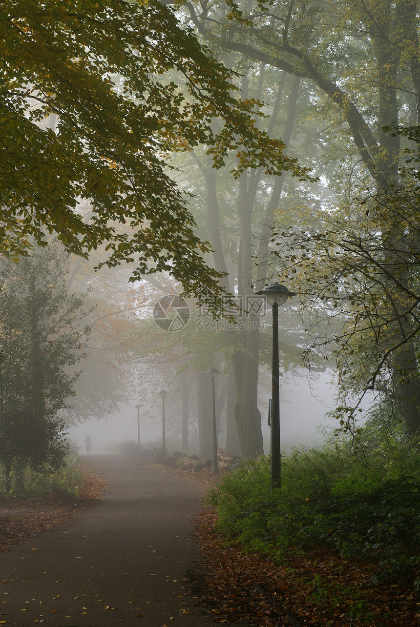 薄雾早晨树叶雾气街道季节森林路灯大街叶子街灯树木图片