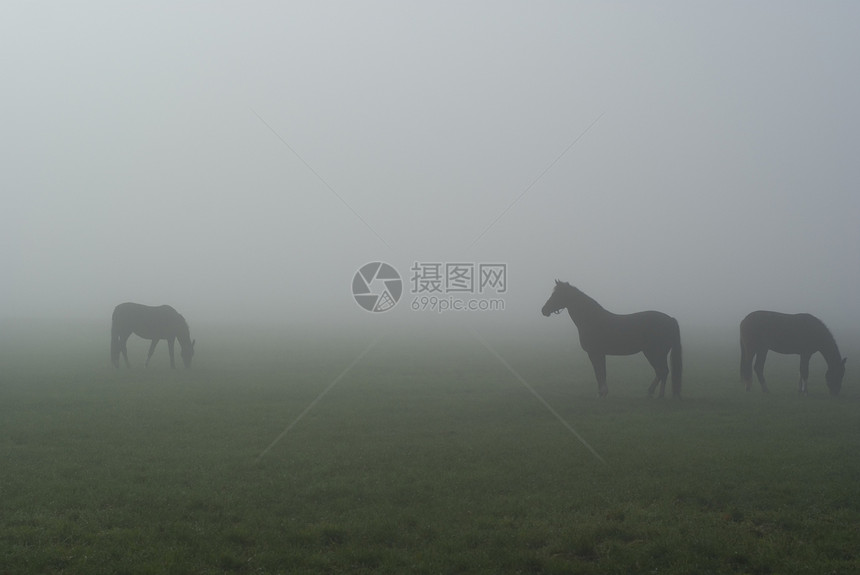 马在雾中雾气薄雾草地场地图片