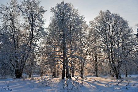 冬季太阳天气雪堆色调天空树木阳光公园森林背景图片