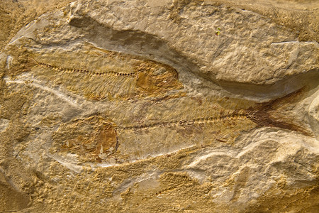 化石鱼地质学砂岩岩石高清图片