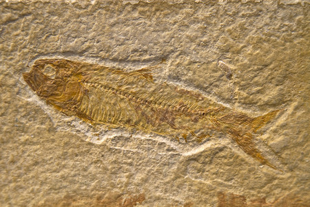化石鱼砂岩地质学岩石高清图片