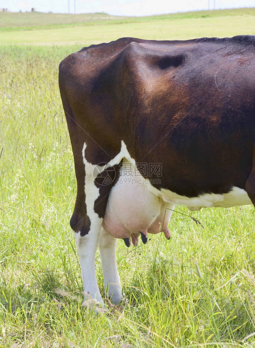 水面牛头宏观乳房奶牛家畜生物农业牧场动物密闭山雀图片
