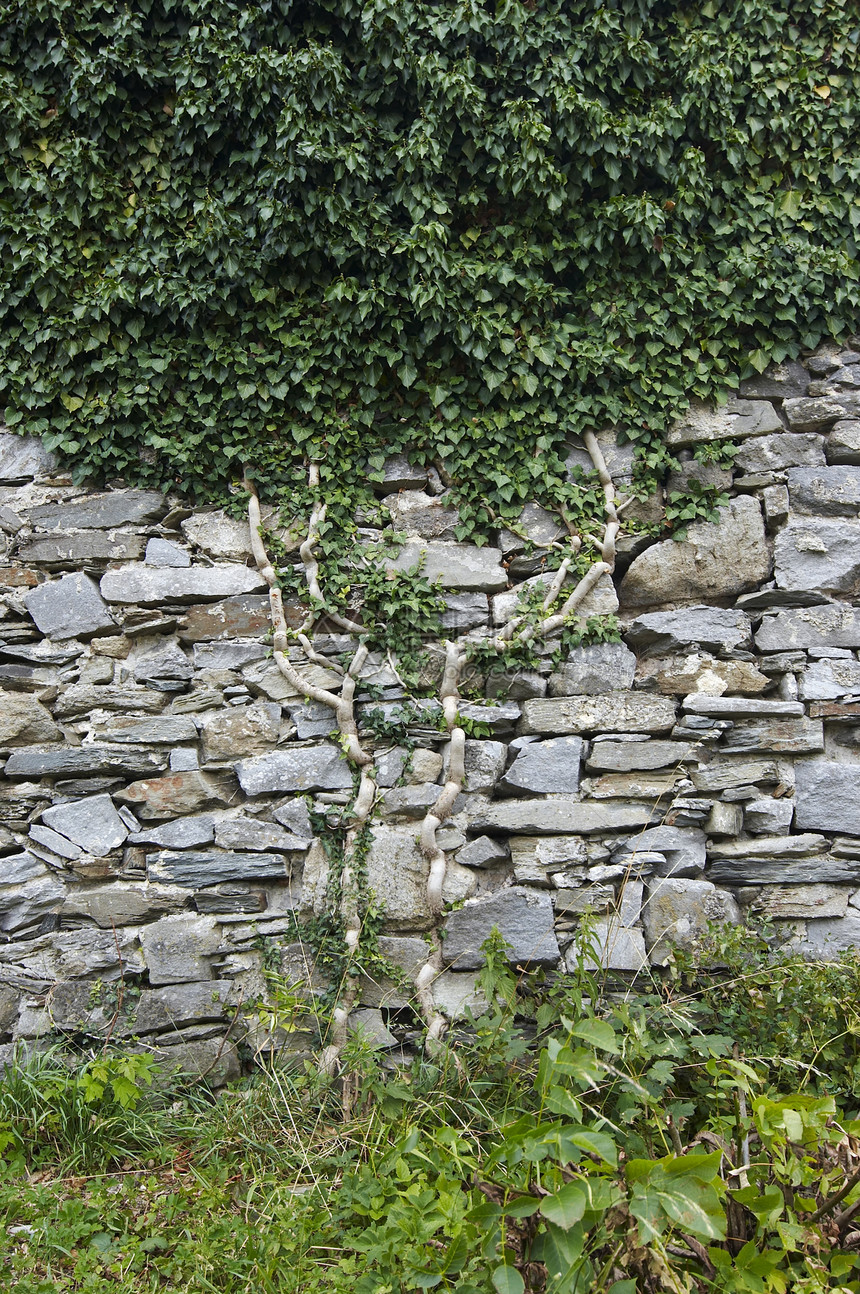 墙上的长春藤石头爬行者登山者石墙植物图片