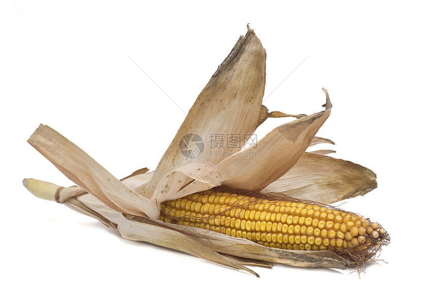 玉米饼沙拉生活棒子谷物种植农业生物爆米花营养厨房图片