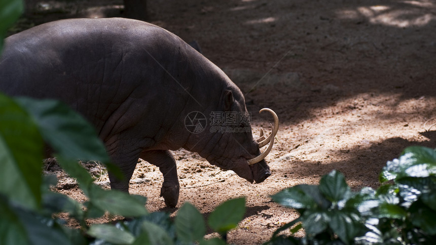 巴比鲁沙獠牙荒野公猪濒危兔兔哺乳动物喇叭野生动物动物图片