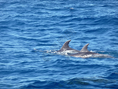 蓝色海豚大鱼海豚哺乳动物波浪生活荒野动物群海浪海洋游泳蓝色海景背景