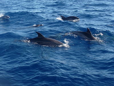 蓝色海豚大鱼海豚波浪哺乳游泳生活动物蓝色海浪哺乳动物荒野野生动物背景
