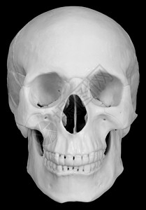 在黑色背景上被孤立的人类头骨小泡塑料丑恶死亡脊柱上颌骨筛骨音量白色鼻音背景