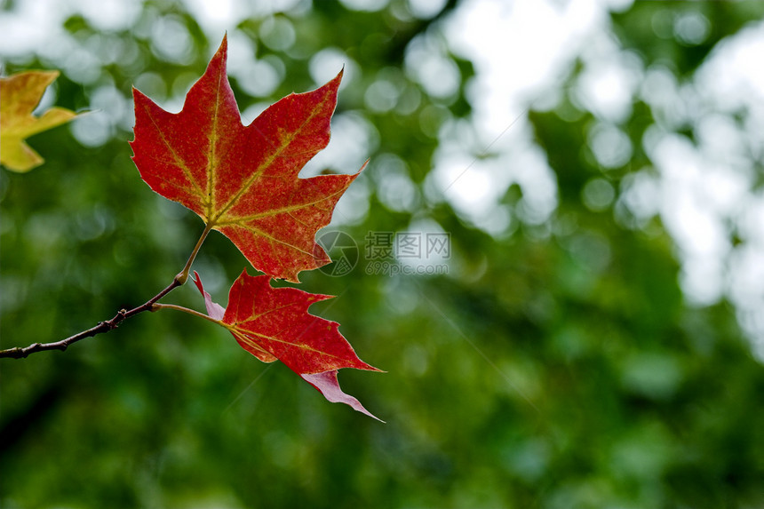 秋叶落叶场景叶子季节金子绿色植物棕色黄色季节性植物群图片
