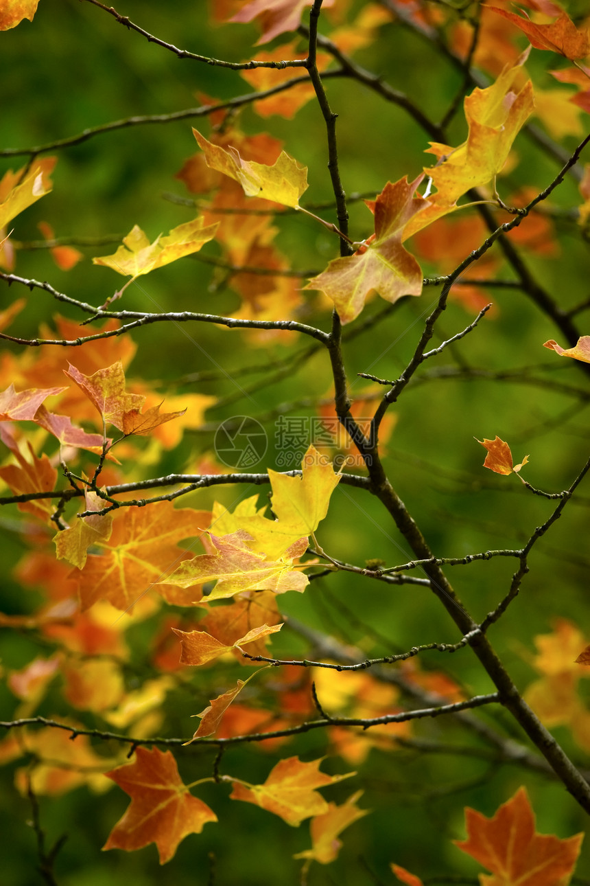 秋叶落叶红色森林棕色季节性绿色黄色植物群生活季节墙纸图片