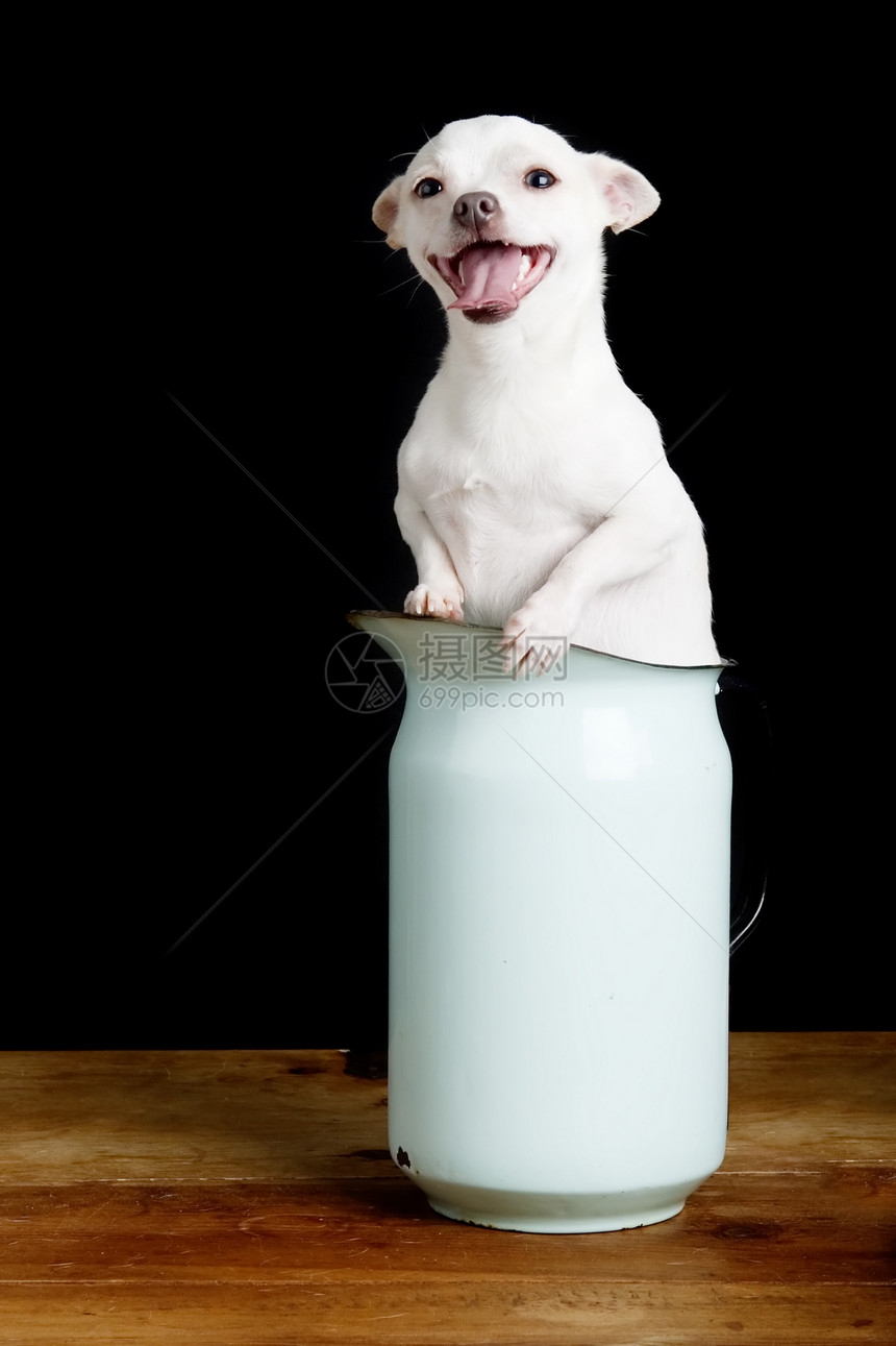 爱吉娃娃哺乳动物愤怒头发工作室宠物警卫男生猎犬邮政小狗图片
