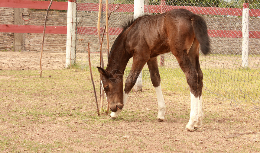 年轻的胎儿板栗绿色鼻子条纹宠物谷仓农场场地生活牧场图片